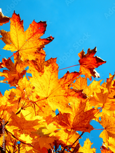 detail photography of autumnal maple tree