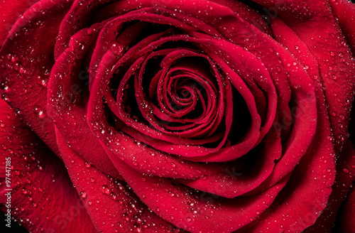 Red Rose. Red rose petals with rain drops closeup. 