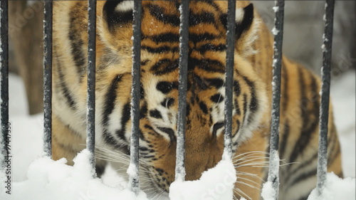 A young amur tiger eats in the zoo, Novosibirsk, Russia
