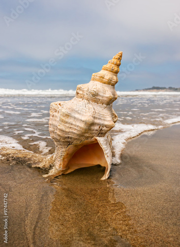 Horse Conch and Wave