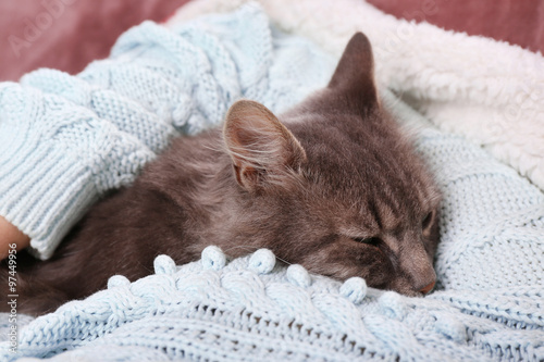 Foto Woman takes in hands beautiful grey cat on sofa in the room