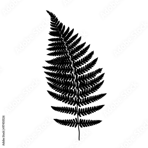 Fern frond balck silhouette
