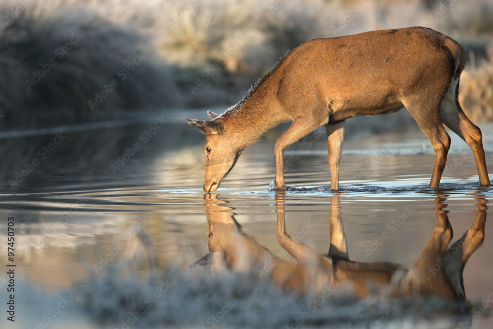 Naklejka premium Red deer hind in a stream of water