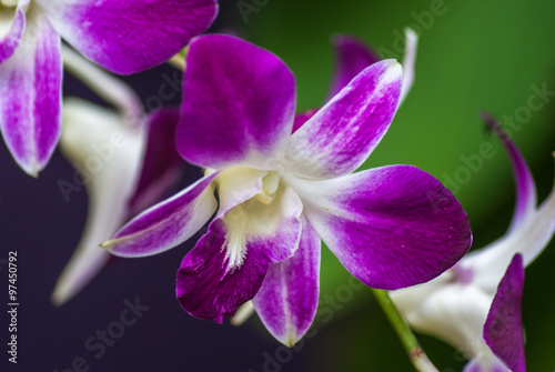 closeup of Beautiful purple orchid in the garden