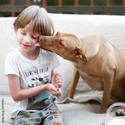 Dog kissing a boy photo