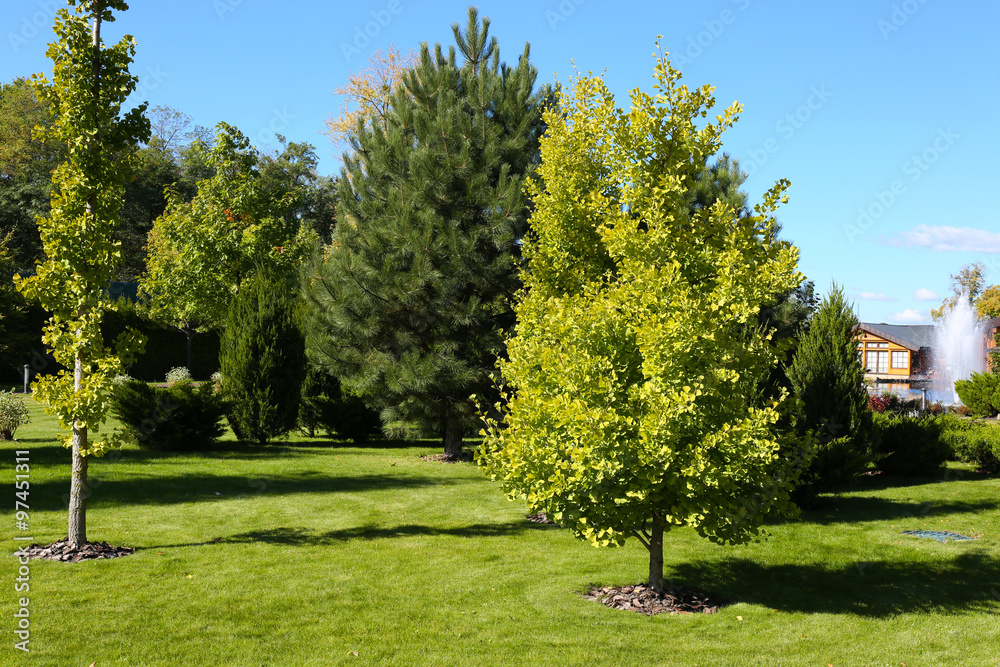 Park in the Summer Park in the Summer