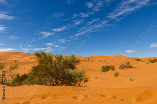 Bush on the sand, Sahara desert