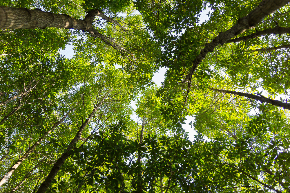 Fototapeta premium Lush green foliage, trees , upper view