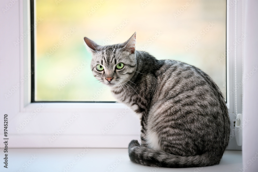 Beautiful cat near window close-up Beautiful cat near window close-up