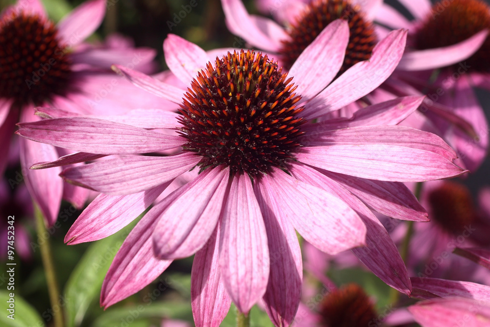 Echinacea Purpurea (Coneflower) a common hardy purple or white
