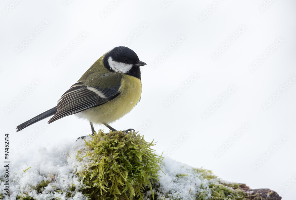 Obraz premium mésange charbonnière