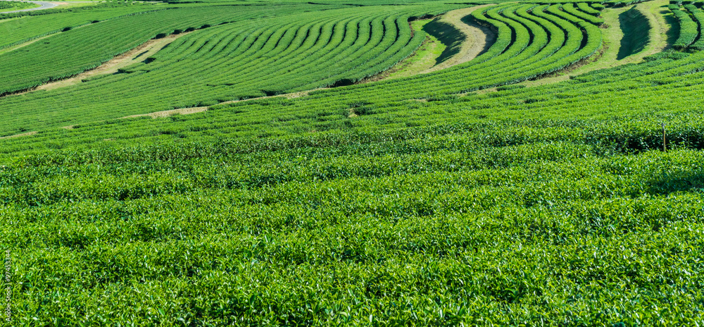 Green tea farm