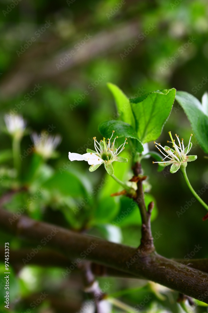 Flowering pear