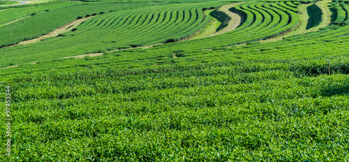 Green tea farm