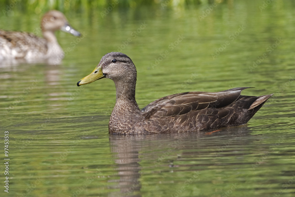 Male American Black Duck, Anas rubripes swimming Male American Black Duck, Anas rubripes swimming