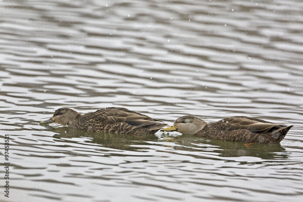 Pair of American Black Duck, Anas rubripes in winter Pair of American Black Duck, Anas rubripes in winter