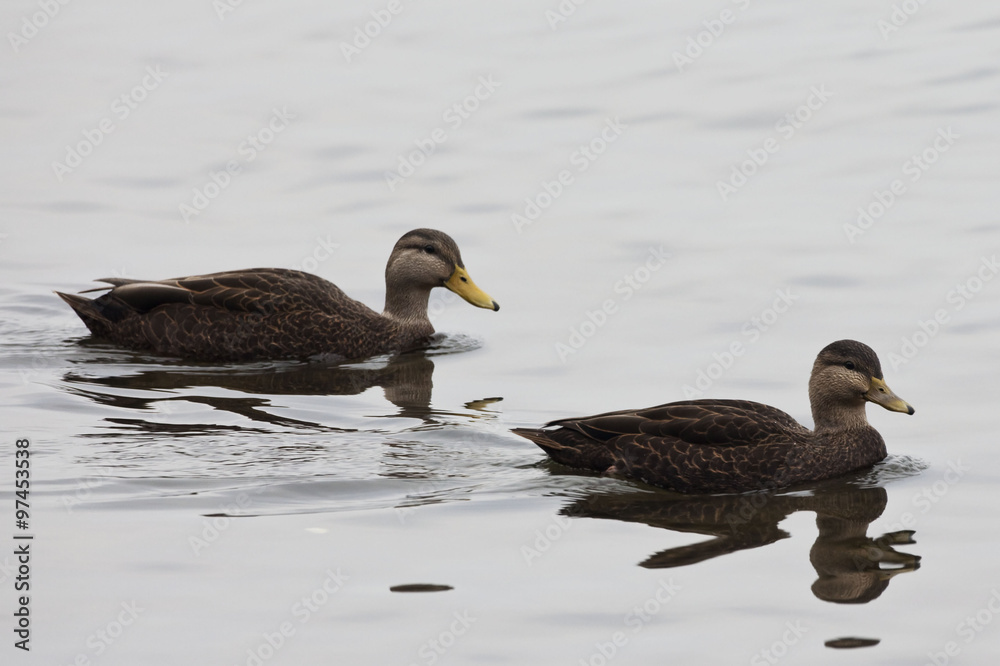 Pair of American Black Duck, Anas rubripes in quiet scene Pair of American Black Duck, Anas rubripes in quiet scene