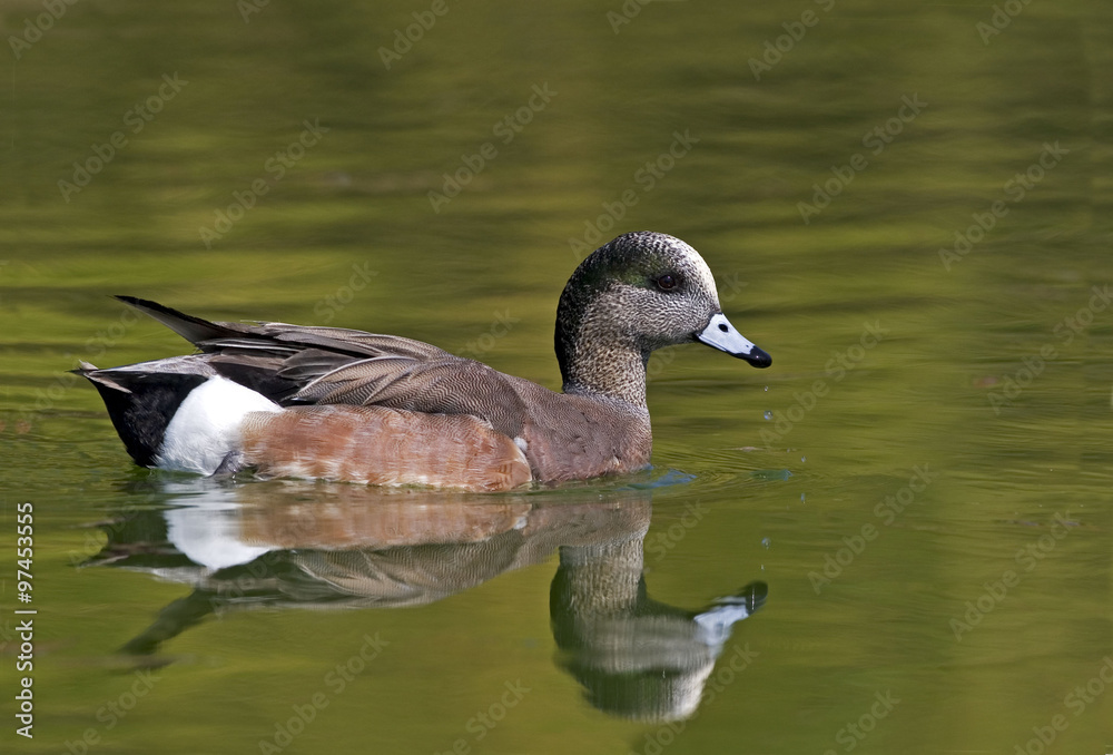 American Wigeon, Anas americana with colorful reflections American Wigeon, Anas americana with colorful reflections