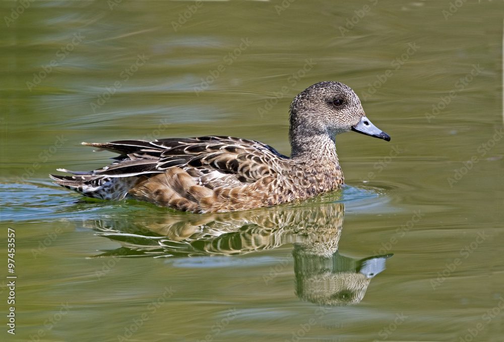 Female American Wigeon, Anas americana swimming Female American Wigeon, Anas americana swimming