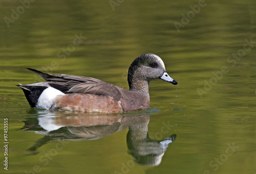 American Wigeon  Anas americana with colorful reflections