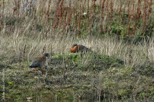 Ashy-headed Goose, Chloephaga poliocephala nesting photo