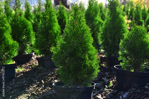 Hedge of thuja trees, close up