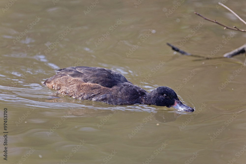 Obraz premium Male Black-headed Duck, Heteronetta atricapilla on the water