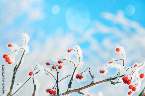The rowan berries covered with snow against the blue sky