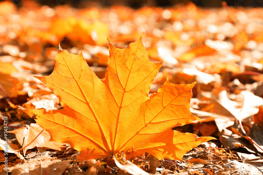 Golden autumn leaves on the ground, close up Golden autumn leaves on the ground, close up