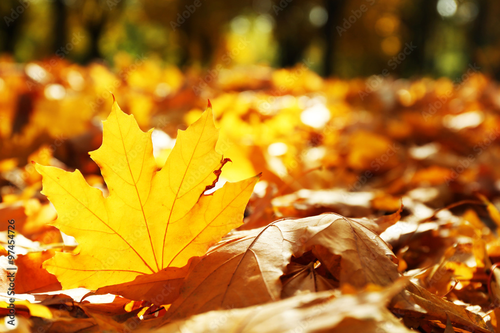 Golden autumn leaves on the ground, close up Golden autumn leaves on the ground, close up