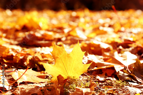 Golden autumn leaves on the ground, close up