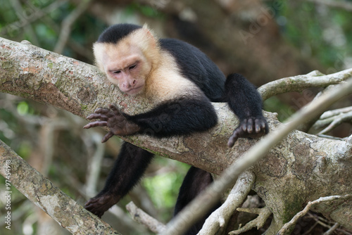Kapuzineraffe, Costa Rica photo