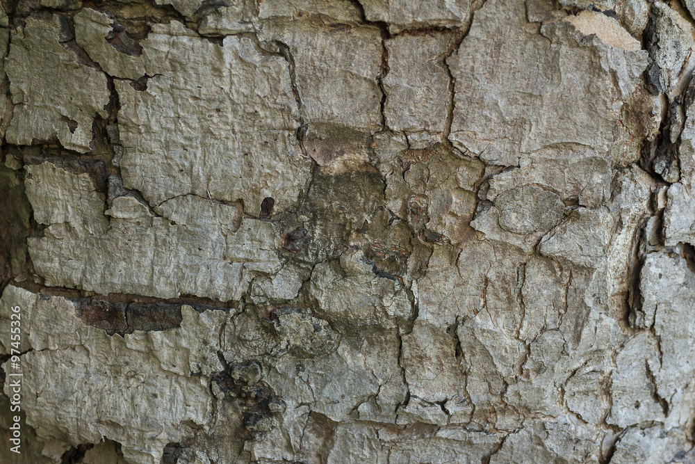 Abstract wood bark texture