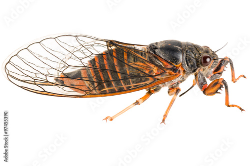The Cicadetta montana or New Forest Cicada isolated on white background, side view. photo