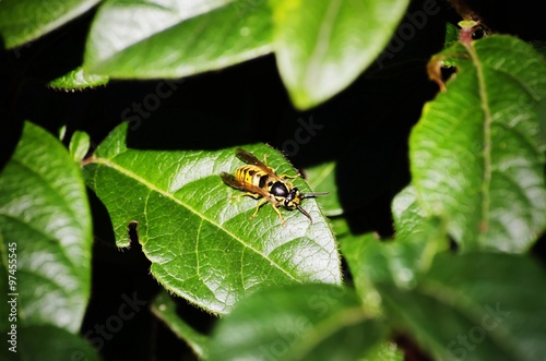 Bee at Green Leaf © Nadezda Razvodovska