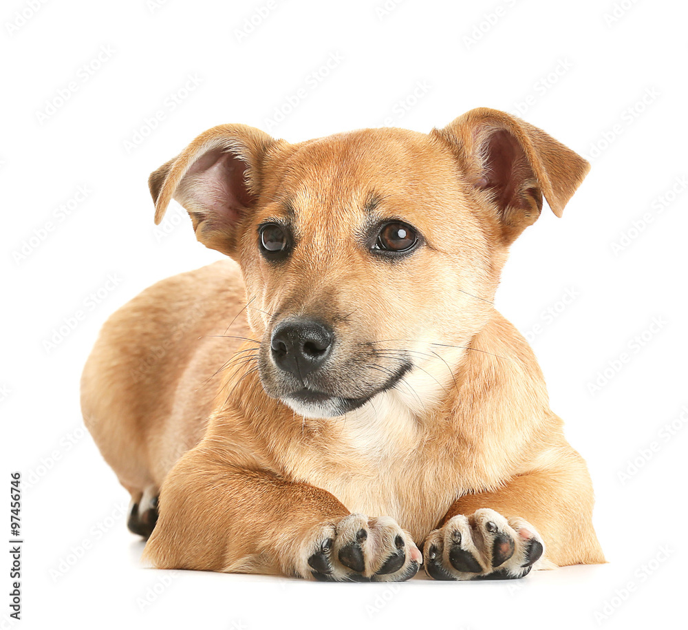 Small funny cute dog on table with gifts and Christmas toys, isolated on white