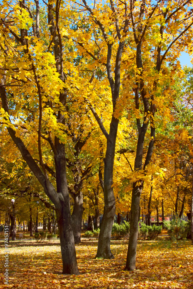 Colorful foliage in the autumn park