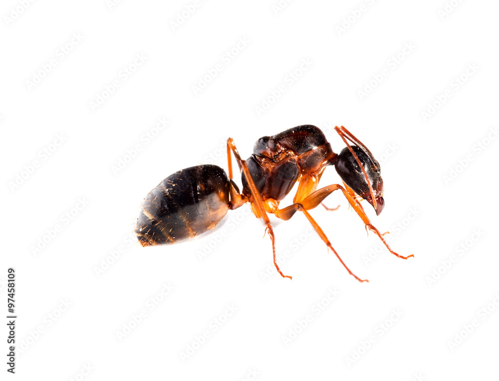  ant on white background in different positions.