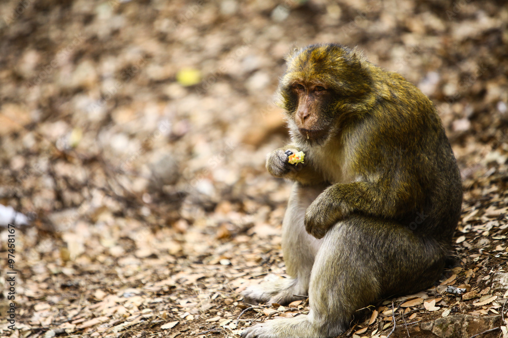 Obraz premium Macaque monkey in Morocco