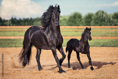 Horse with foal