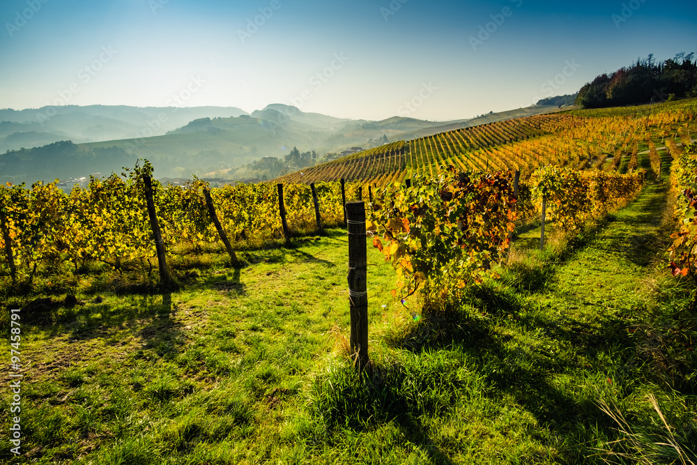 Langhe vineyards in autumn