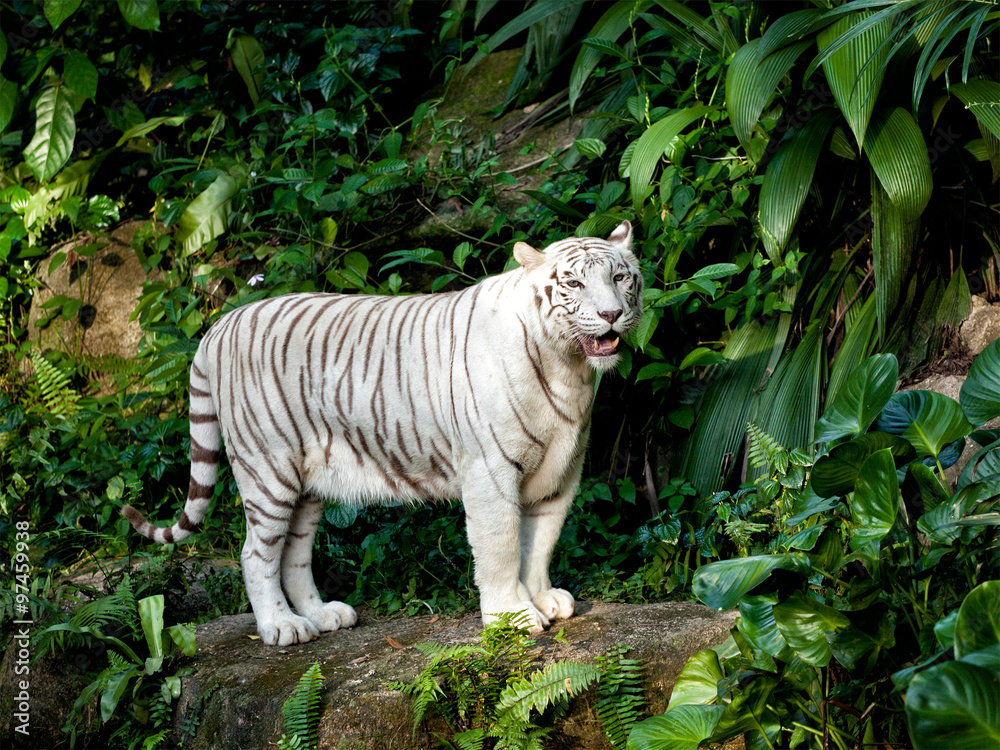 Fototapeta premium White tiger