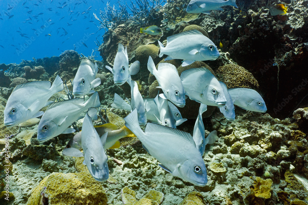 Big sweetlips fish on the coral reef