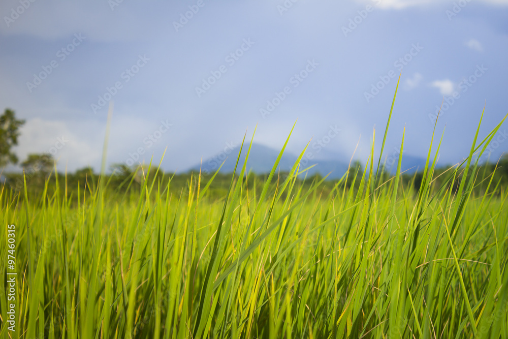 Fototapeta premium grass of field and blue sky backgound