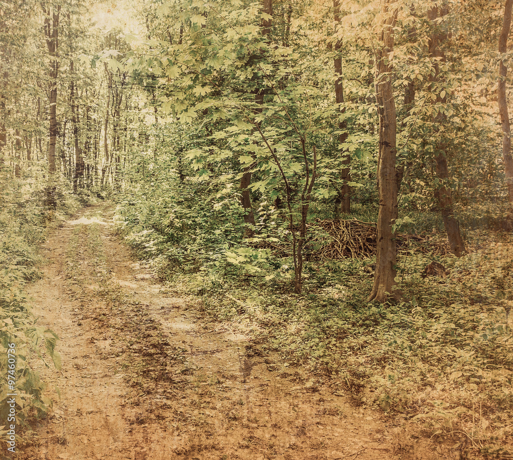 Obraz premium vintage forest background