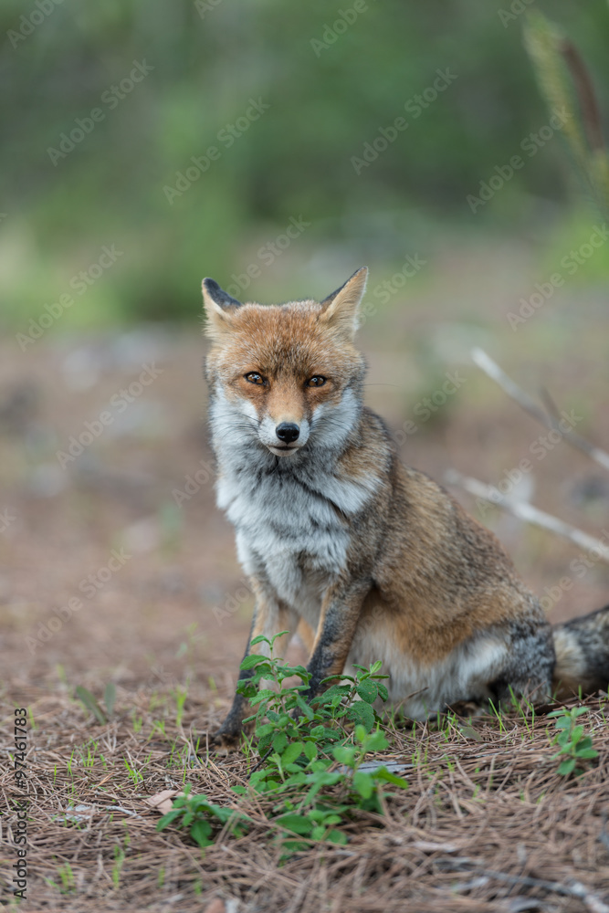 Fuchs in der freier Wildbahn