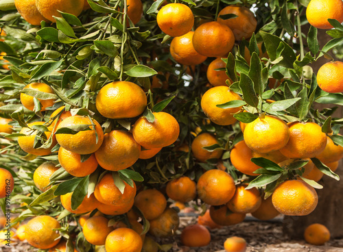 Branch of ripe tangerines hanging on a tree