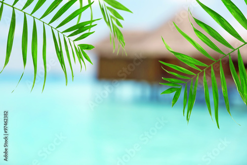 Green palm leaves on sea background