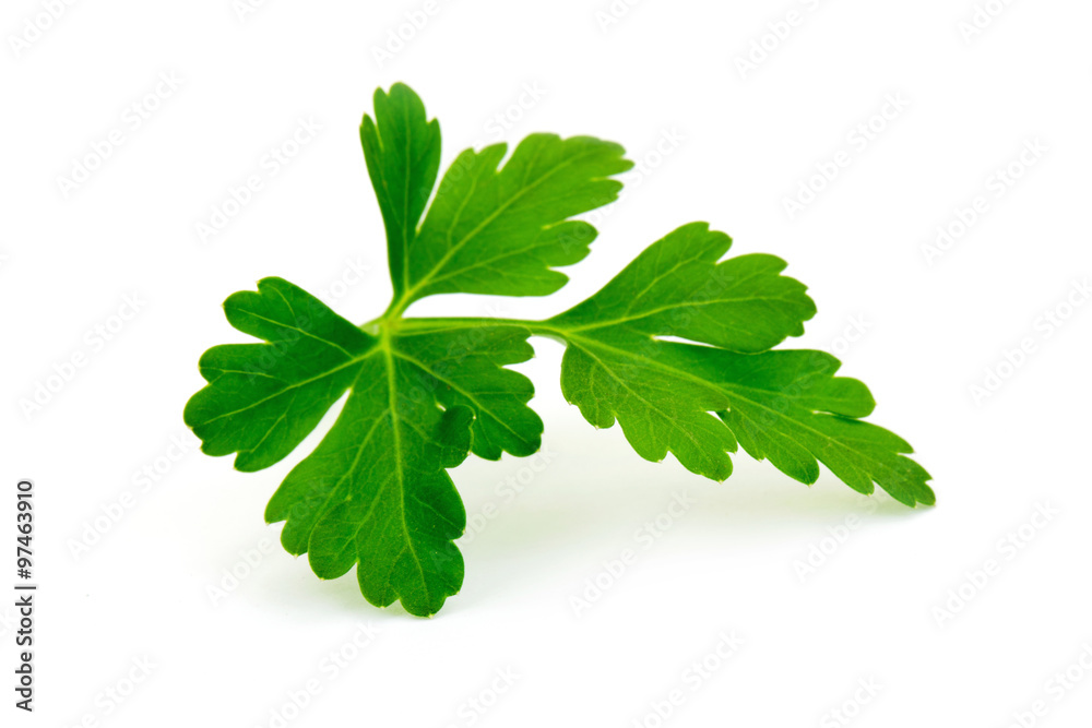 fresh parsley fresh parsley