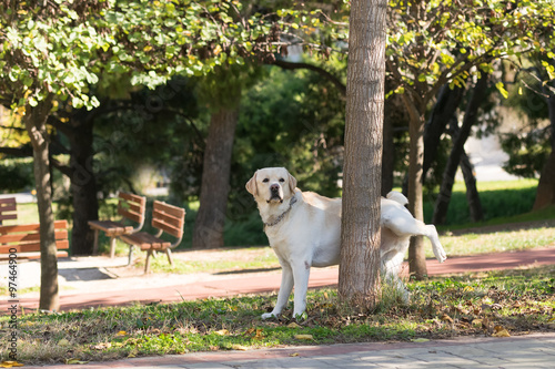 Labrador peeing at a tree in a park.

